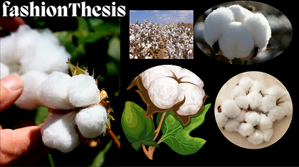 Feature of cotton Fiber
